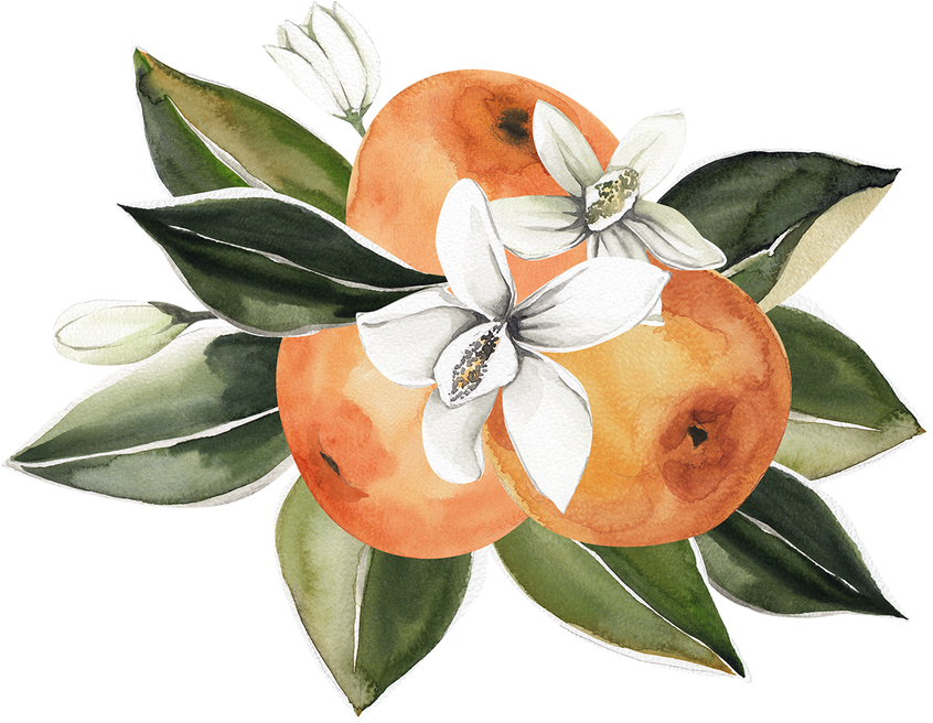 Orange blossom watercolor bouquet illustration