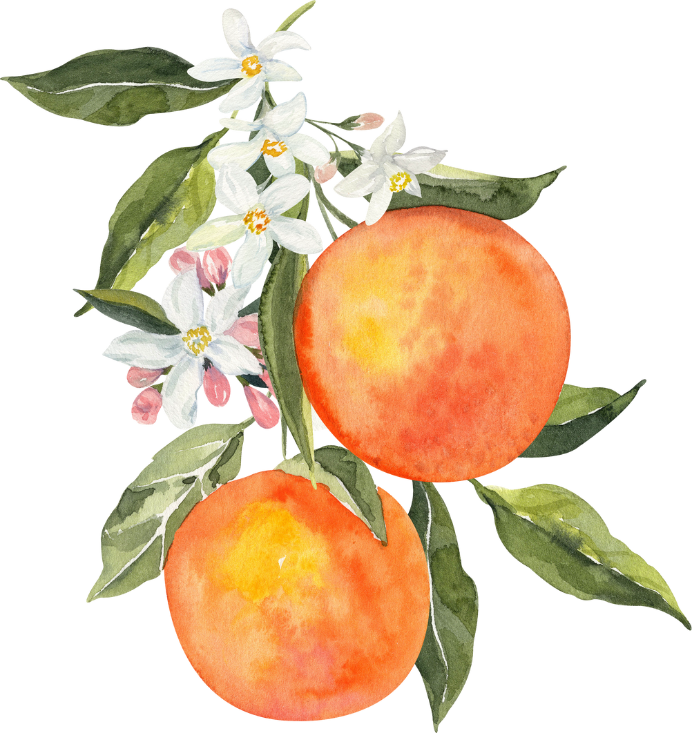 Watercolor two oranges and blossom bouquet illustration